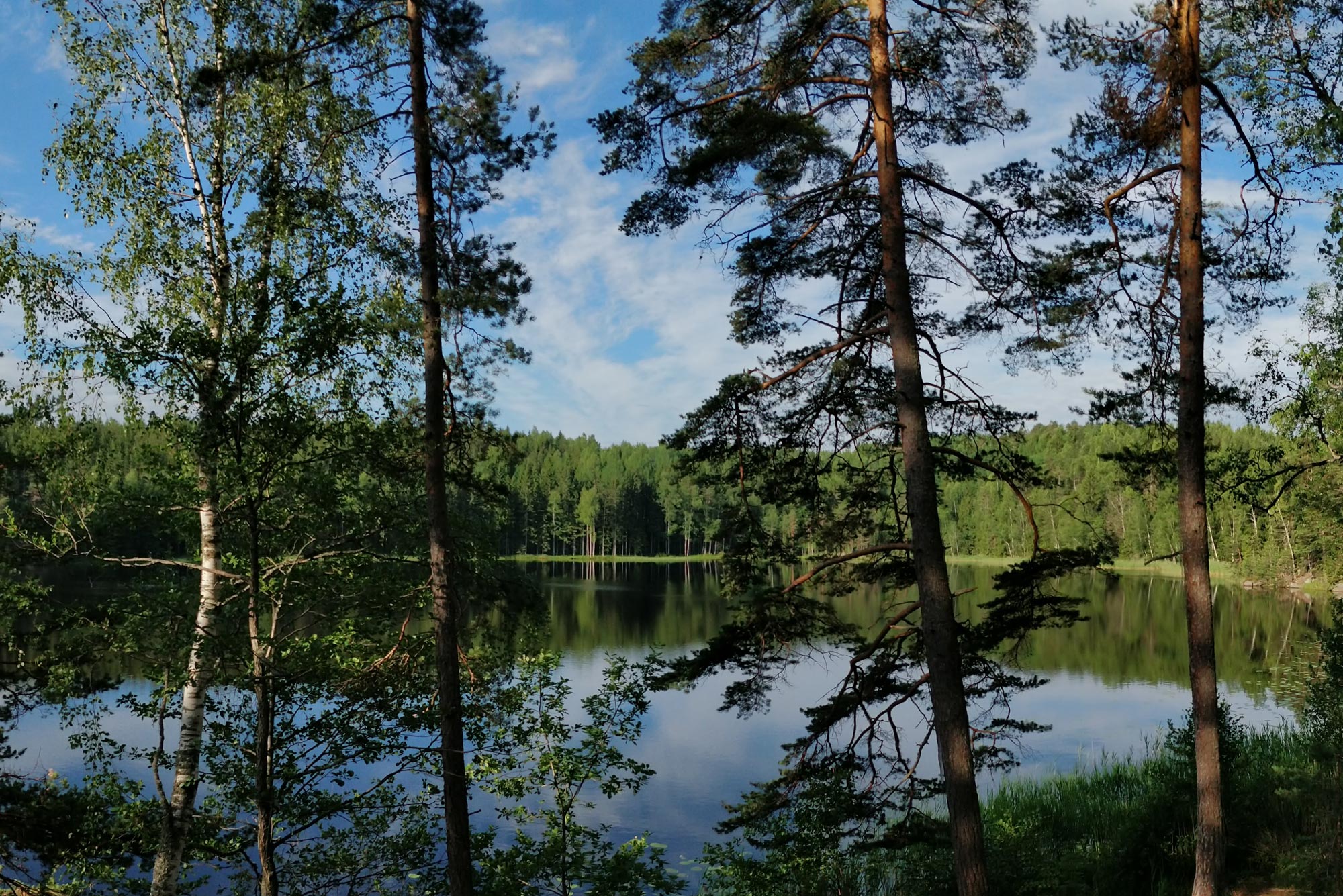 Lake and trees