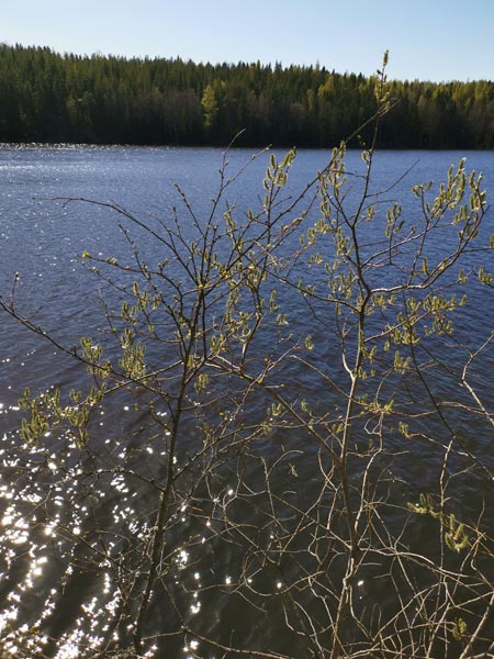 Nature in spring, trees and lake